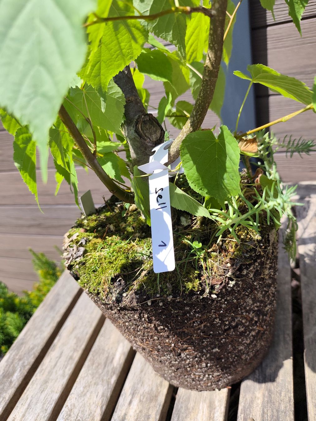 Piante & sementi: Bonsai Rohmaterial Winterlinde #1 – Usato da Oberwil BL venduto da suaku 4