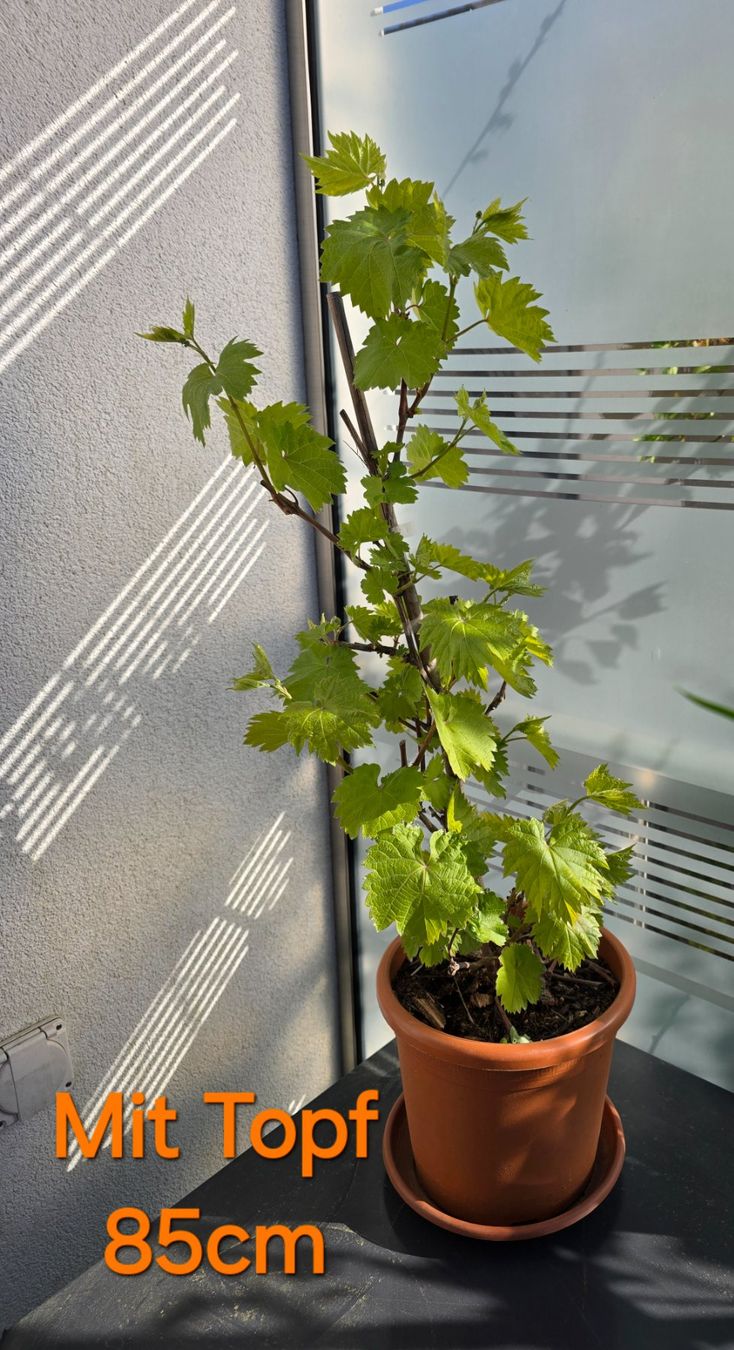 Piante & sementi: VITIS - vinivera "Marechal Foch" Trauben. – Nuovo (secondo la descrizione) da Aarburg venduto da popkorn65