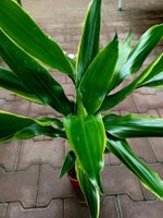"DRACAENA FRAGRANS LEMON LIME " : Zierpflanze 30 cm  ↕️  "D‪