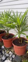 Kleine Palmen