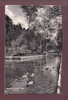 BERN - Tierpark Dählhölzli - Ententeich - 1950