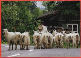 APPENZELLERLAND Senn mit Ziegen