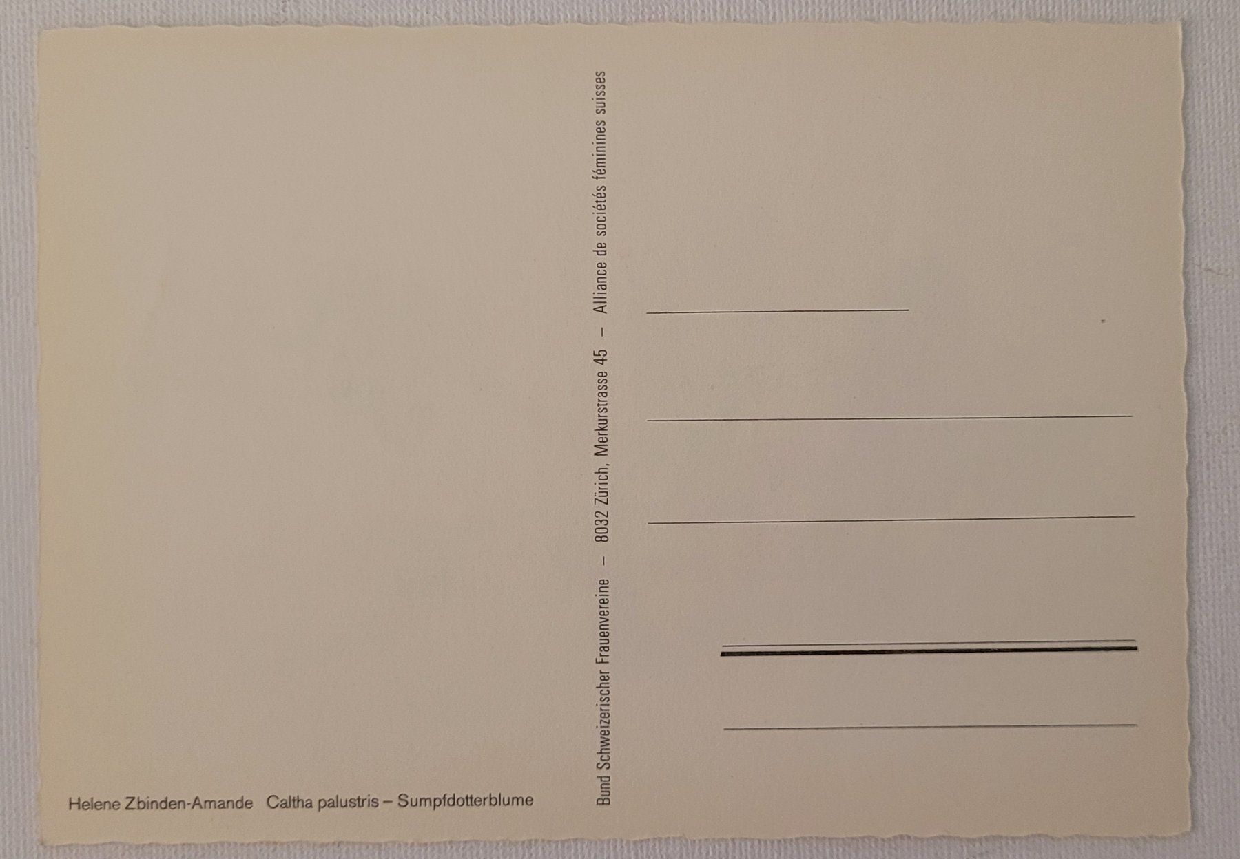 Ansichtskarten: SUMPFDOTTERBLUME – CALTHA PALUSTRIS – Neu (gemäss Beschreibung) aus Neftenbach von Mador6 1