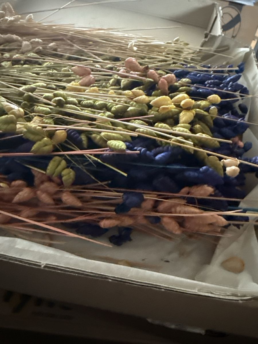 Tutte le decorazioni: Getrocknete Blumen, bunte Dekoration – Nuovo (secondo la descrizione) da Bern venduto da Marym 1