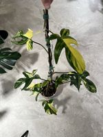Philodendron Florida Beauty bouture de tête 🪴🌱