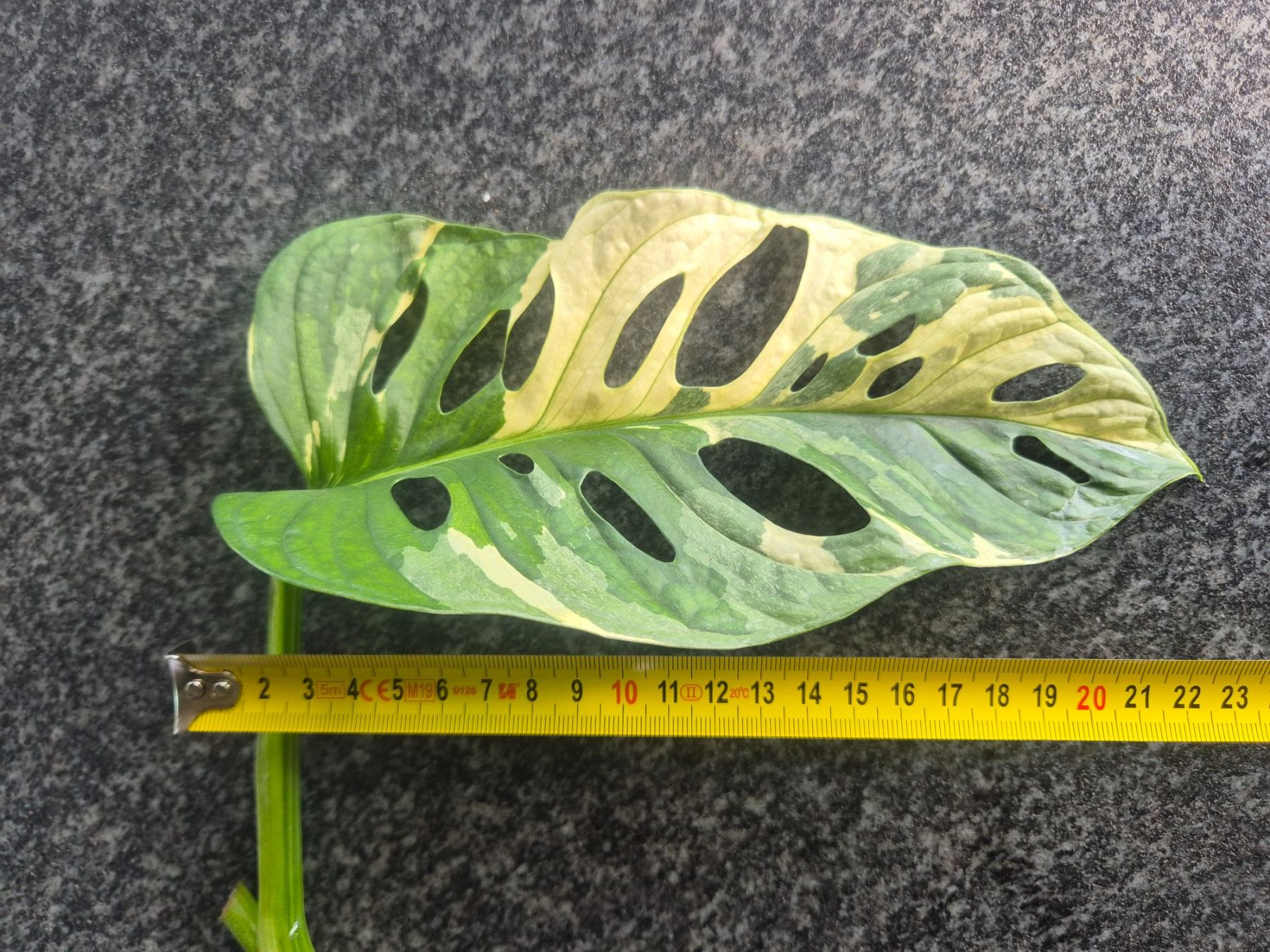 Piante & sementi: Monstera Adansonii Variegata Steckling – Usato da Urtenen-Schönbühl venduto da Pflanzenherberge