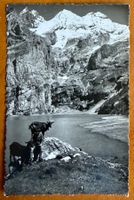 Oeschinensee - Enfant avec ses chèvres 1939