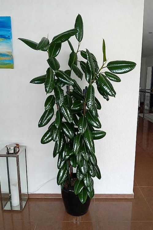 kirschlorbeer schmaler wuchs Kirschlorbeer 'Genolia' kaufen  kompakte Hecke