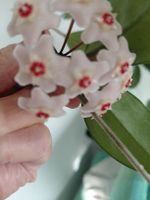 zimmerpflanze hoya