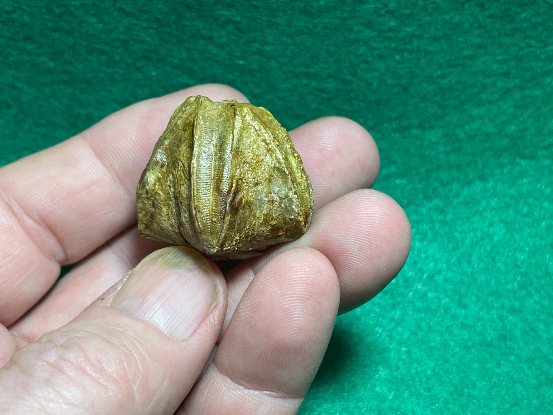 Fossili: Beau fossile de PENTREMITE – Nuovo (secondo la descrizione) da Cernier venduto da Tashi_Delek 5