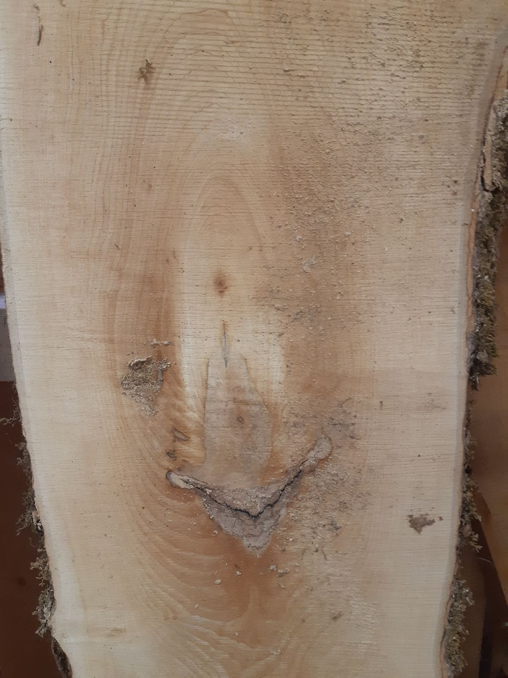 Articoli in legno: Bergahorn Bolen Bretter Nr.3 – Nuovo (secondo la descrizione) da Grindelwald venduto da carro5 3