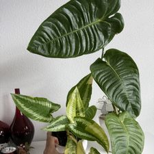 Profile image of Aproditha_Tortuga