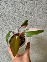 Philodendron Pink Princess– rooted, beautiful variegation 💕