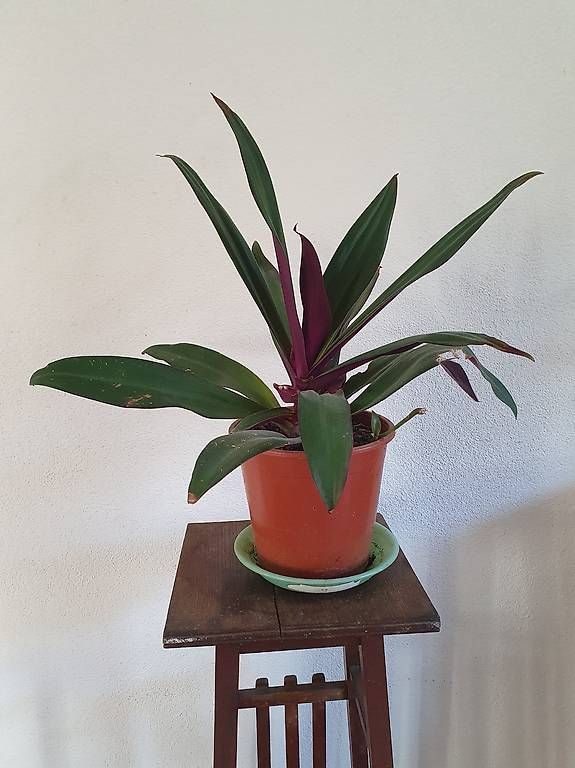 Piante & sementi: 2x Tradescantia – Usato da Olten venduto da stritten 3