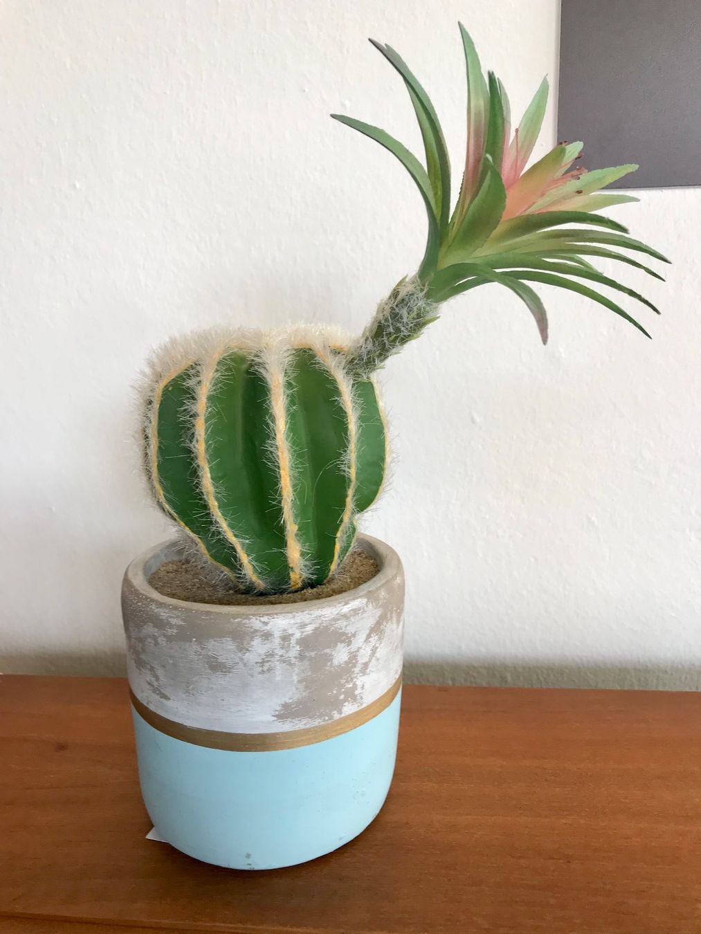 Tutte le decorazioni: Cactus deco. Hingucker wie echt. – Usato da Ascona venduto da mar_q7g5