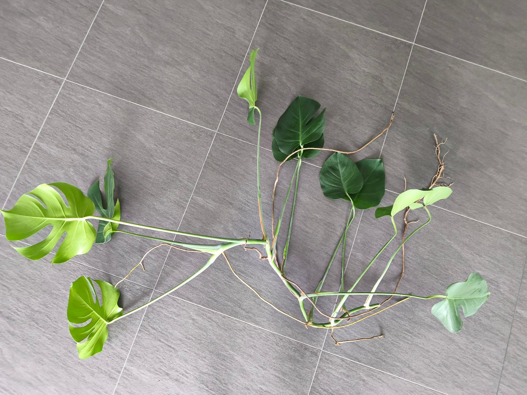 Piante & sementi: 2x Monstera deliciosa Ableger mit Luftwurzeln – Nuovo (secondo la descrizione) da Jegenstorf venduto da Juchlistock 1