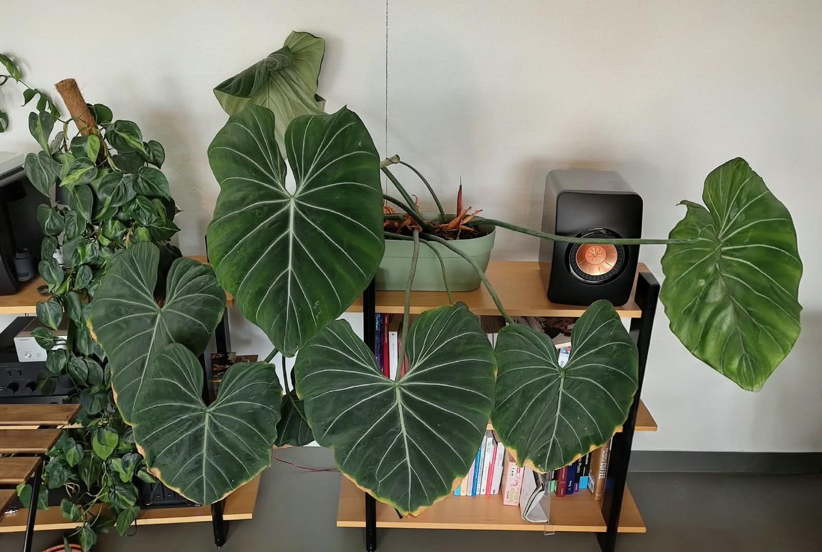 Pflanzen & Samen: Philodendron gloriosum – Gebraucht aus Zürich von cla_hz6t