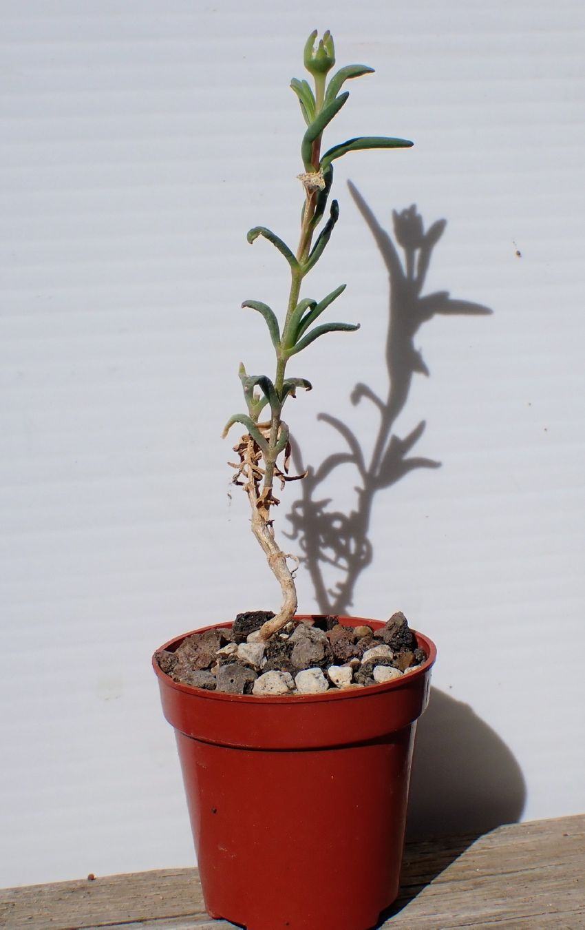 Pflanzen & Samen: Delosperma napiforme – Gebraucht aus Comano von che_8lc2