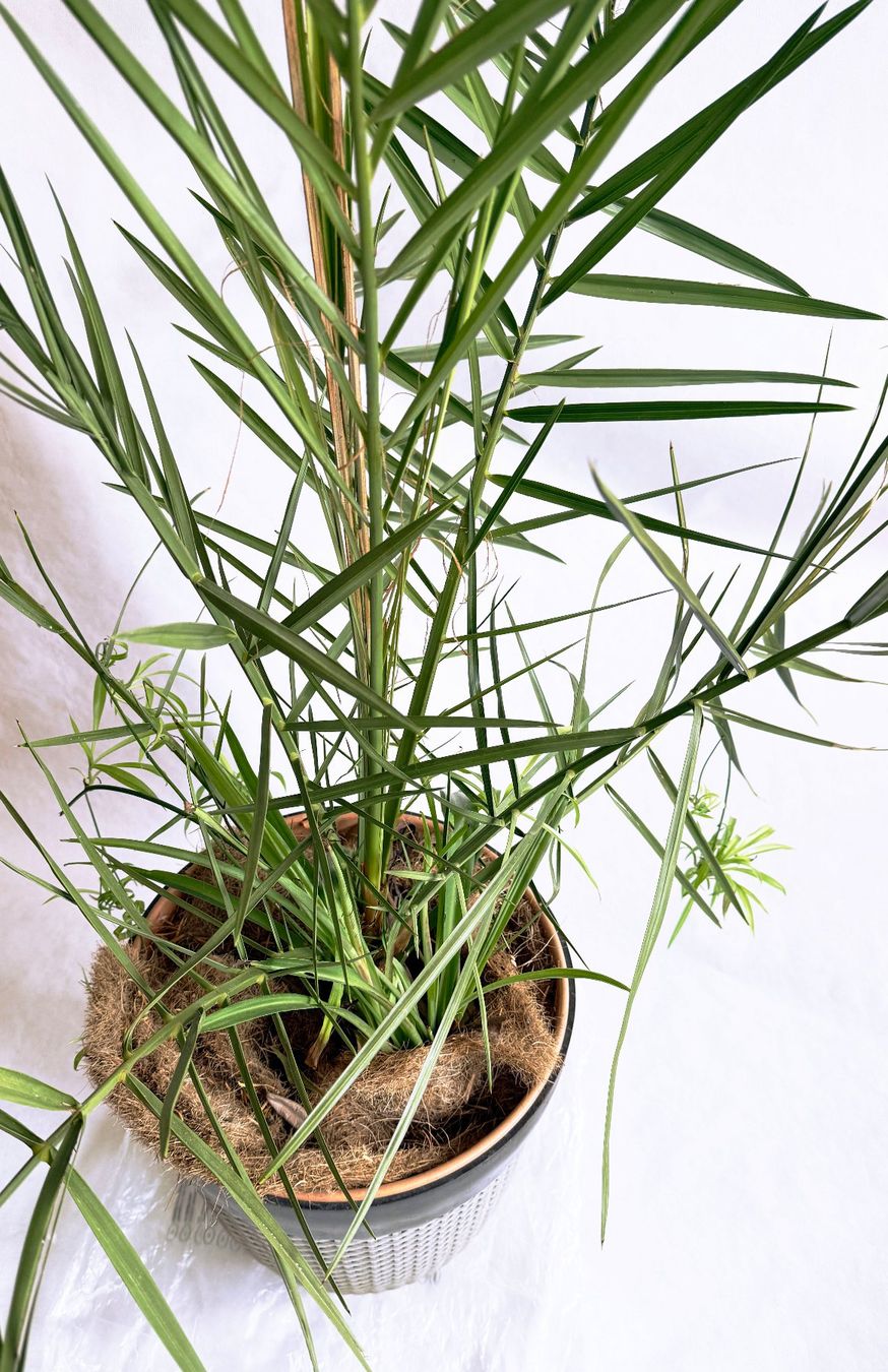 Pflanzen & Samen: Dattelpalme (Phoenix canariensis)***** – Neu (gemäss Beschreibung) aus Dübendorf von Orchid18 2
