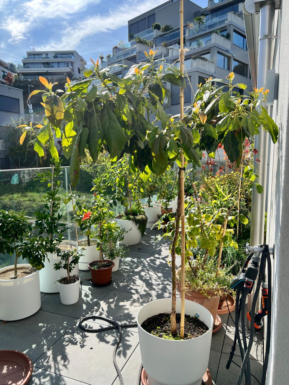Plantes & graines: Avocadobaum ca. 1.9m – D'occasion à Immensee par gan_2ptt 1