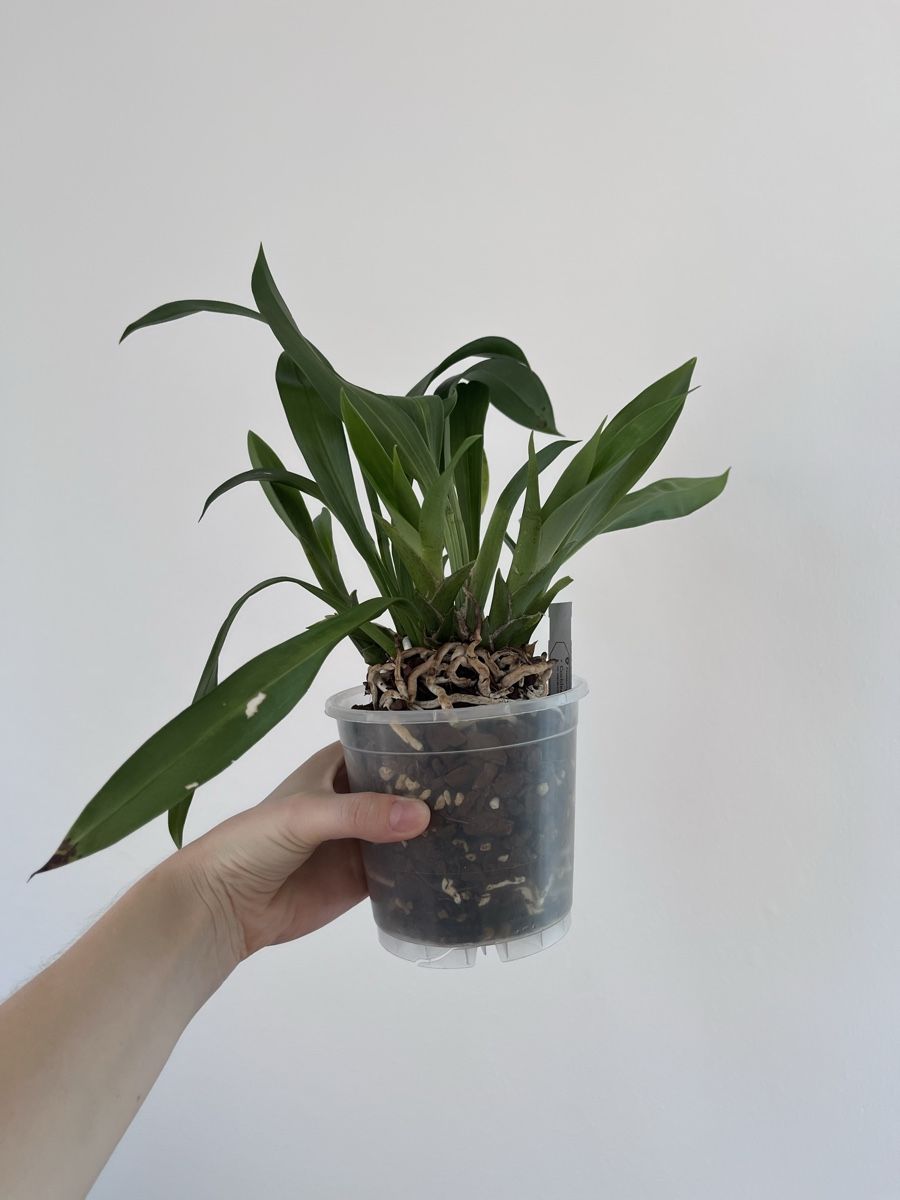 Piante & sementi: Cochleanthus orchid – Usato da Lugano venduto da The_Botanists 1