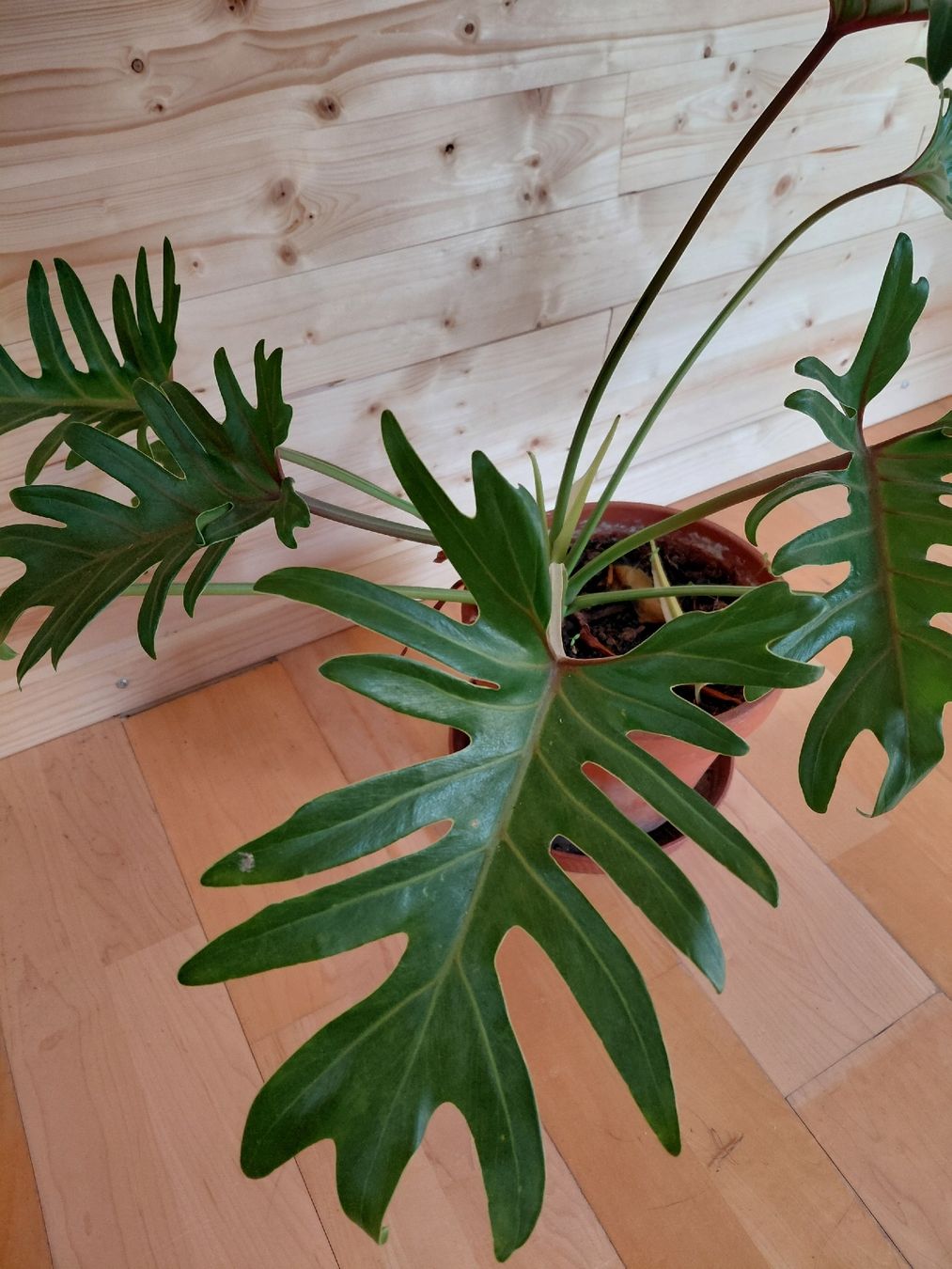 Pflanzen & Samen: philodendron radiatumb – Neu (gemäss Beschreibung) aus Biel/Bienne von myl_r8fx 1
