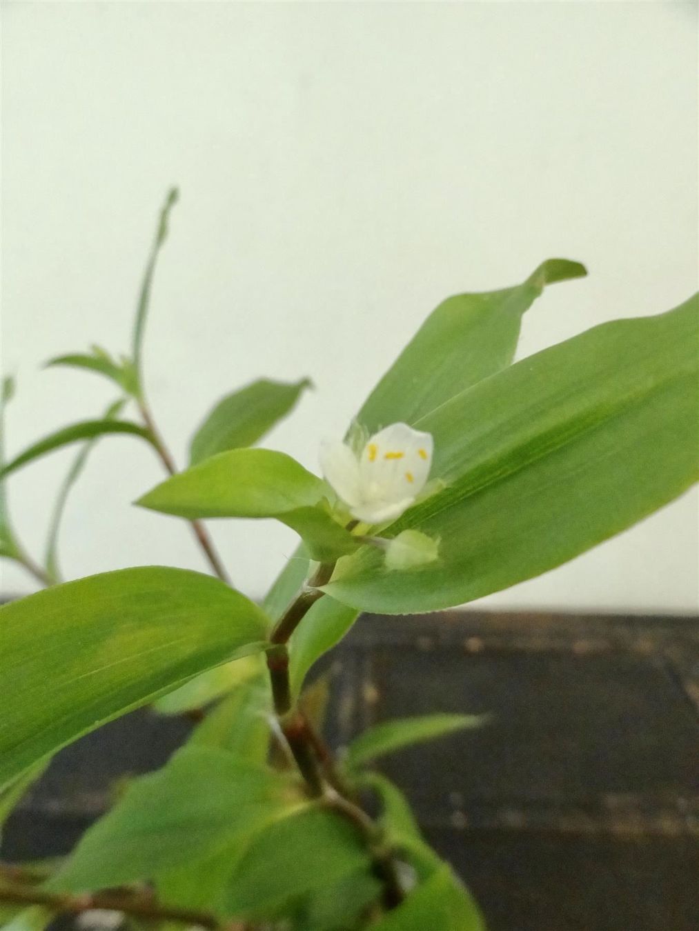 Pflanzen & Samen: Dreimasterblume Tradescantia Fluminensis – Neu und originalverpackt aus Kerzers von zimmergruen 5