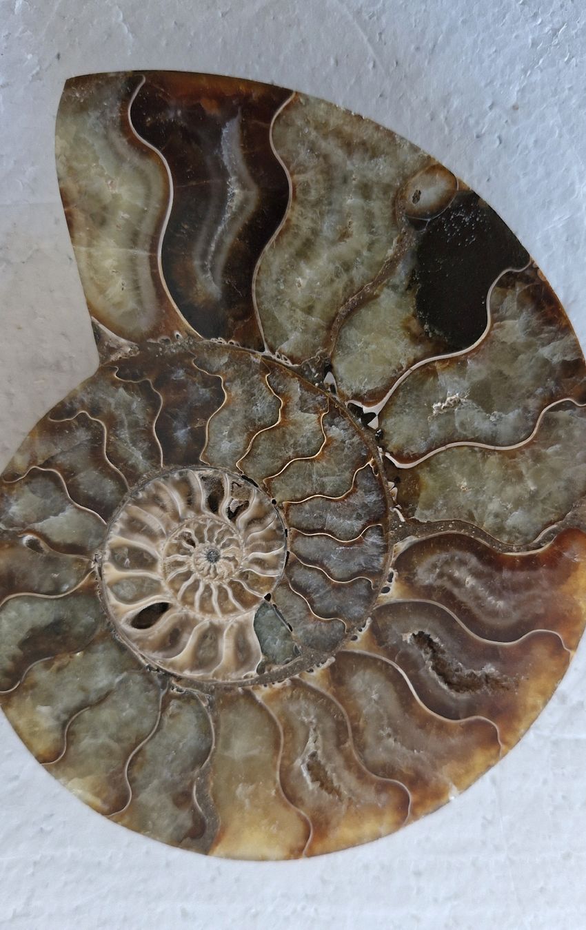 Fossilien: Schöner Ammonit, poliert – Gebraucht aus Zürich von Waitsforever 2