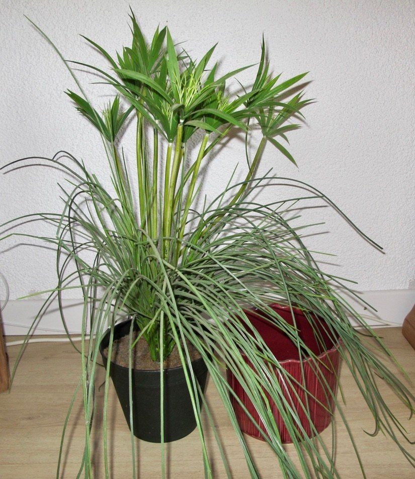 Piante & sementi: Kunstpflanze Deko Zyper Gras Bambus mit Cachepot Übertopf – Usato da Wil ZH venduto da Arbolero 3