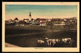 AK Münsingen, Ortsansicht mit Kirche und weidenden Kühen