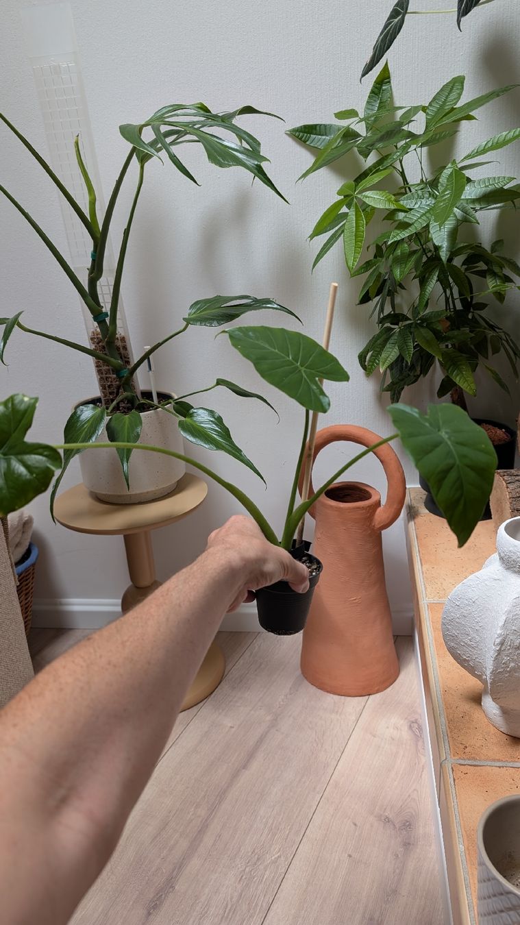 Piante & sementi: Pianta Alocasia elephant ears 30cm – Nuovo (secondo la descrizione) da Monnaz venduto da dan_9287 2