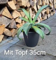 Agave American -  Ideal für sonnige Standorte🪴