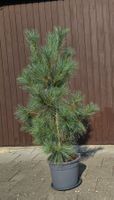 Tränenkiefer (Pinus wallichiana) im Topf
