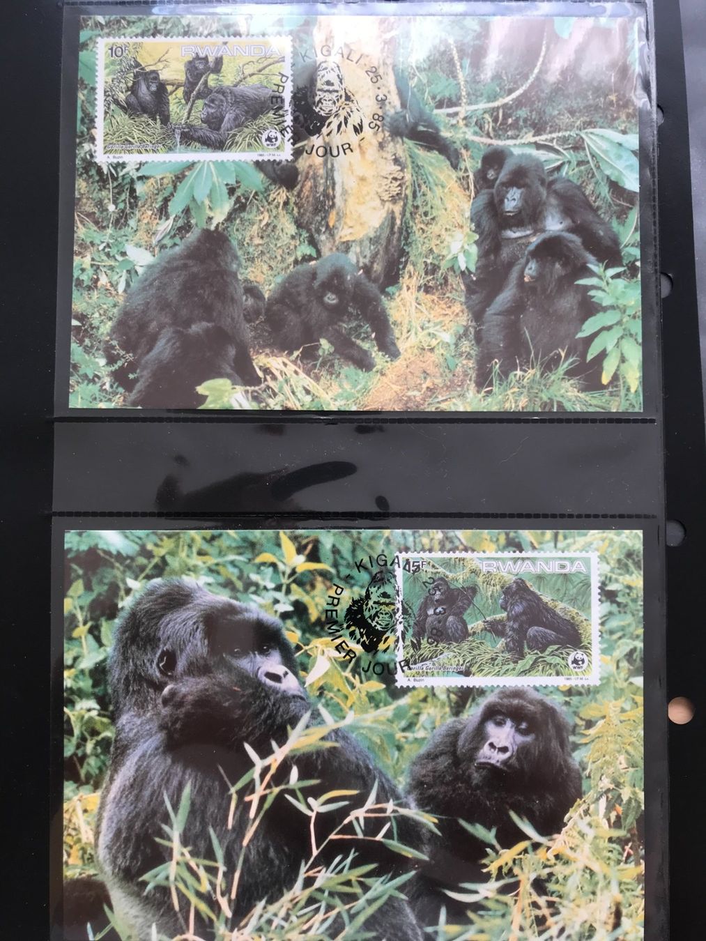Tutti i francobolli: WWF Ruanda 1985 Satz Berggorilla Maximumkarten – Nuovo (secondo la descrizione) da Liestal venduto da schnueps 1