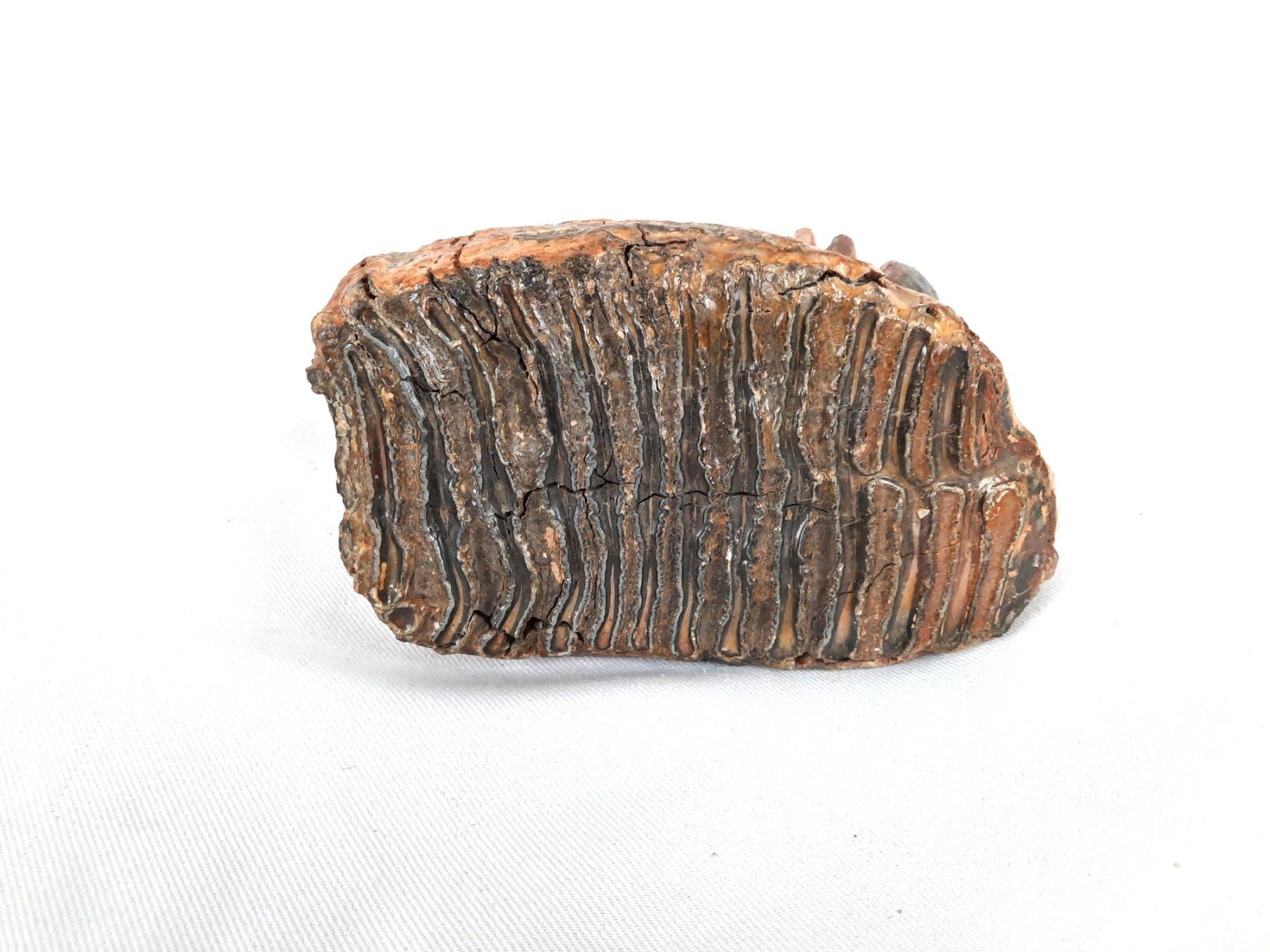 Fossili: Mammutzahn – Usato da Beinwil am See venduto da Restwert_Beinwil 5