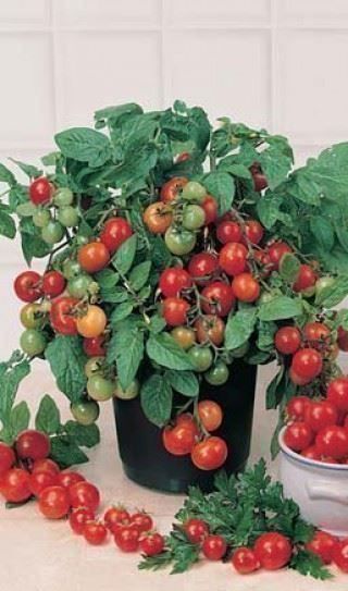 Piante & sementi: Tomate Tiny Tim (naine)  20g – Nuovo (secondo la descrizione) da Bremblens venduto da FIBONACCI369