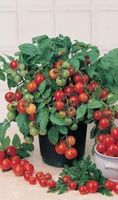 Tomate Tiny Tim (naine)  20g