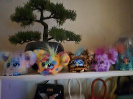 Süsse Furby Freunde im Regenbogen-Look (1 Stk.) 25Fr🌈 
