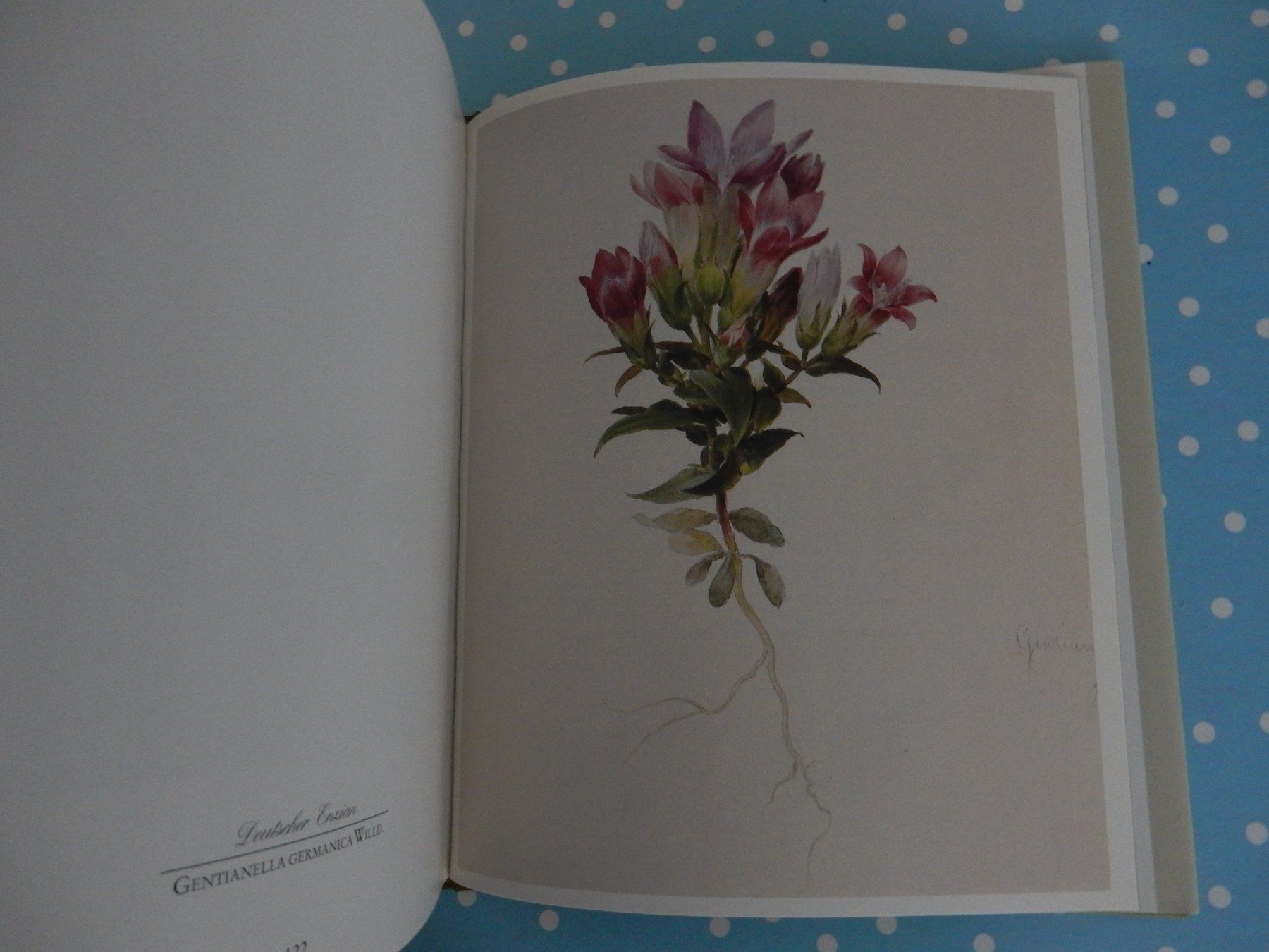 Bücher: M. Daffinger Alpenblumen Aquarelle wunderschönes Blumenbuch – Neu (gemäss Beschreibung) aus Jona von JOberg_25 2