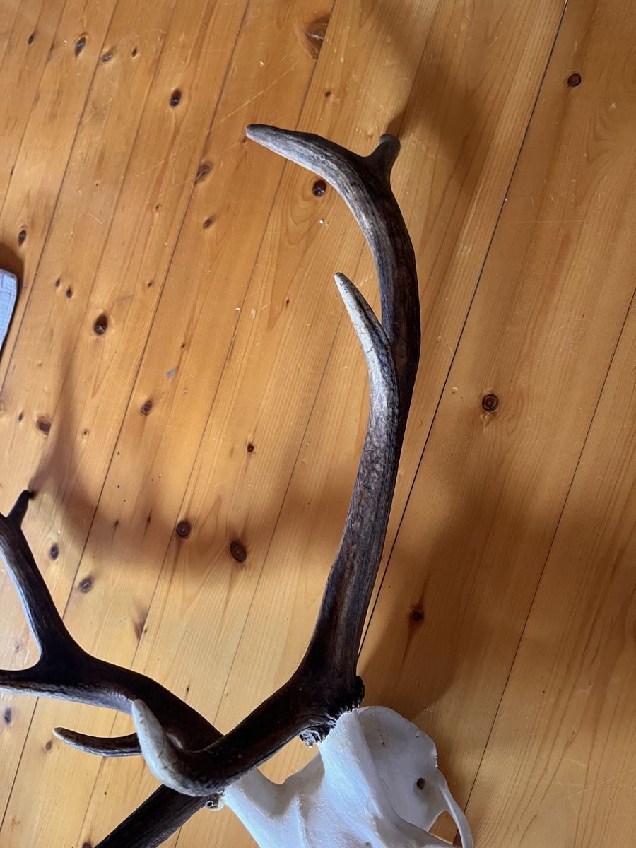 Altre raccolte & rarità: Hirschgeweih Wild Jäger Trophäe – Usato da Maienfeld venduto da DivicoHelveticus 5