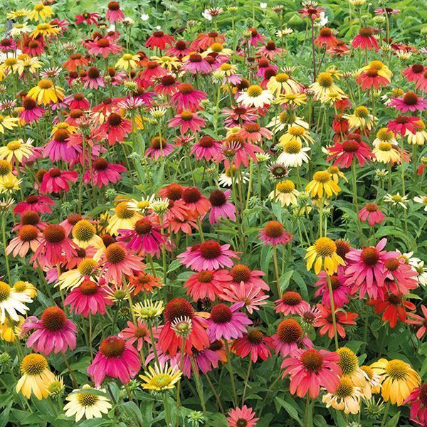 Piante & sementi: Echinacée 'Cheyenne Spirit'   2 plants – Nuovo e nell'imballaggio originale da Bremblens venduto da FIBONACCI369 2
