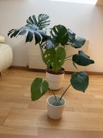 Monstera Minima (Rhaphidophora Tetrasperma) – Kopfsteckling 