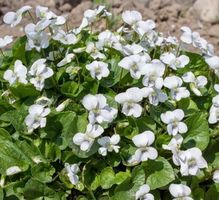10 Pflanzen Wilde Weißes Veilchen 10 Plantes Violettes Blanc