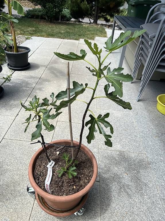 Pflanzen & Samen: Feigenbaum im Topf – Gebraucht aus Riniken von Rikaner