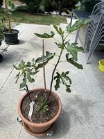 Feigenbaum im Topf