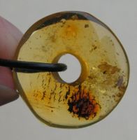 ♥ BALTISCHER BERNSTEIN / PI SCHEIBE / HONIG / 22 MM