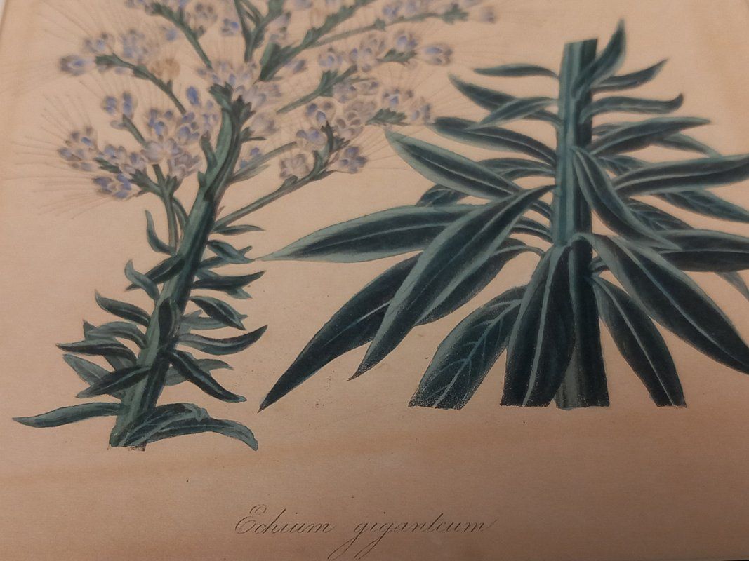 Poster & Bilder: Bild im Bilderrahmen blaue Blume – Gebraucht aus Hünenberg von Restwert_Zug 4
