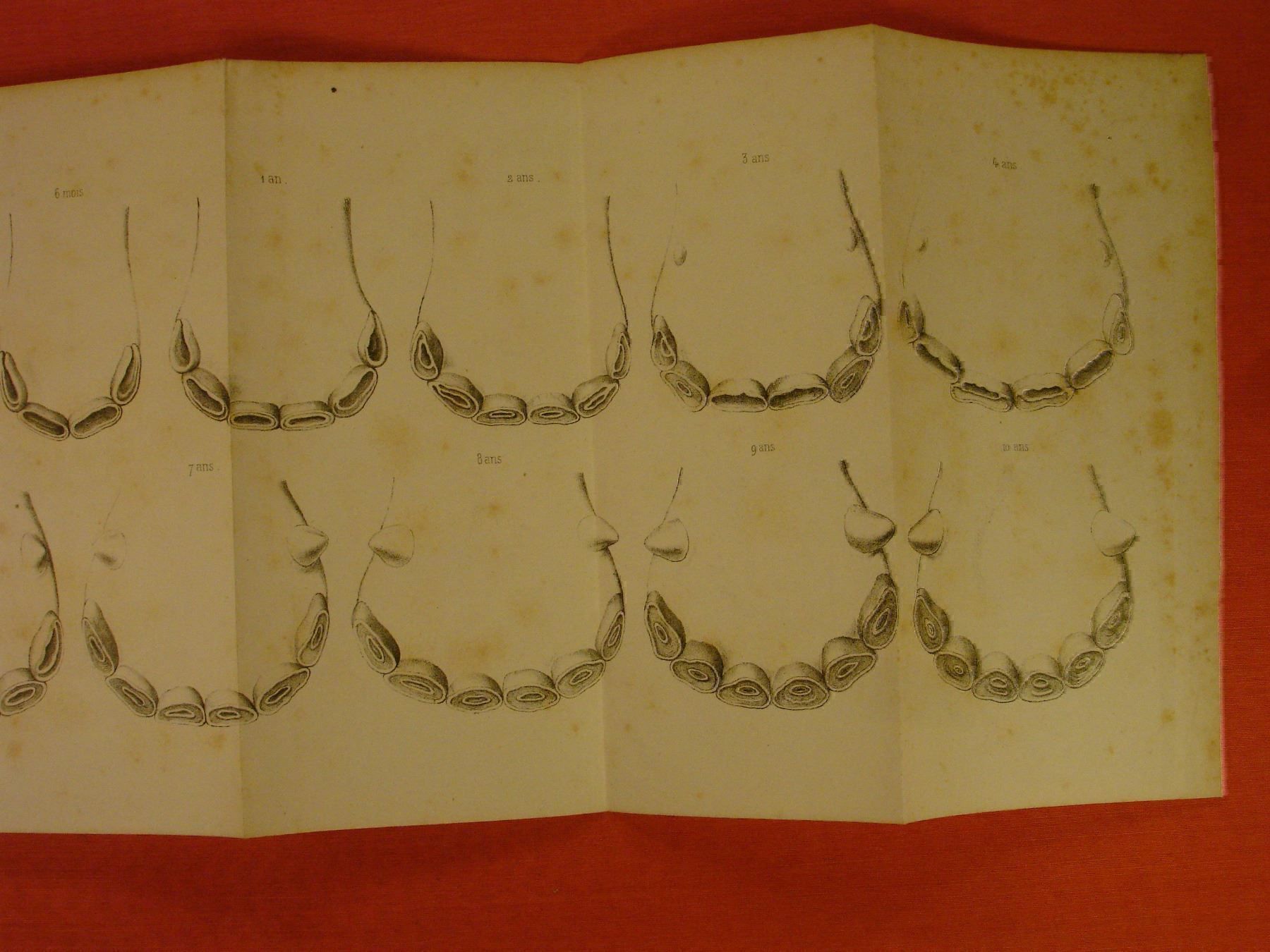 Libri: DE LA CONFORMATION DU CHEVAL, um 1860, PFERD – Usato da Grüningen venduto da Kartensammler 4