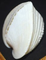 Deko Meer Muschel 089 – Herzmuschel 1 Stück Lunulicardia hem