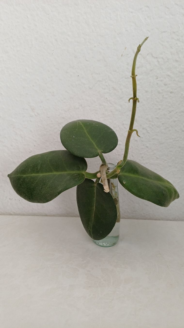 Piante & sementi: Hoya Calycina Stargazer – Usato da Bern venduto da uwi_8t7x